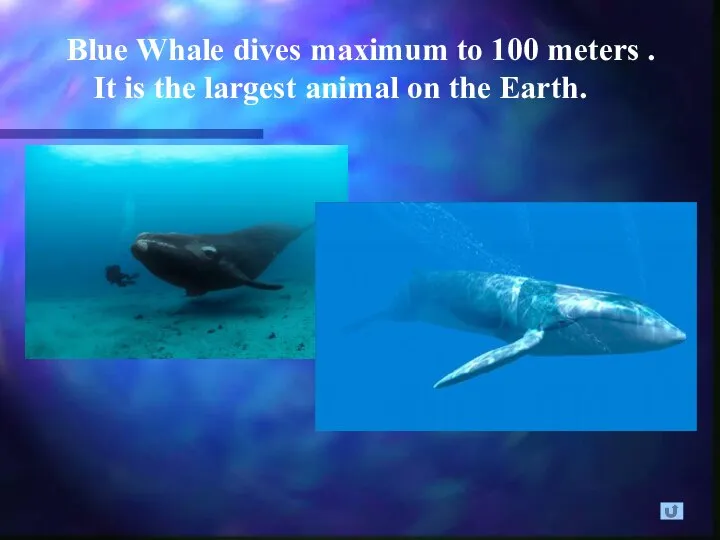 Blue Whale dives maximum to 100 meters . It is the largest animal on the Earth.