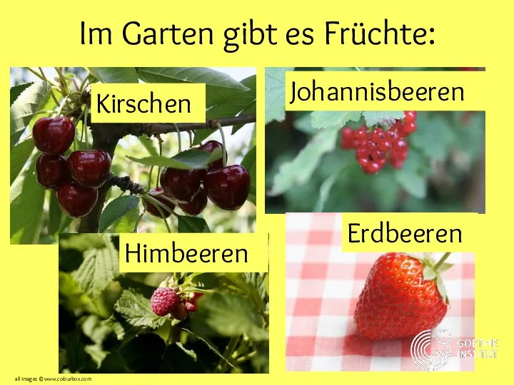 Im Garten gibt es Früchte: Kirschen Johannisbeeren Himbeeren Erdbeeren all images ©www.colourbox.com