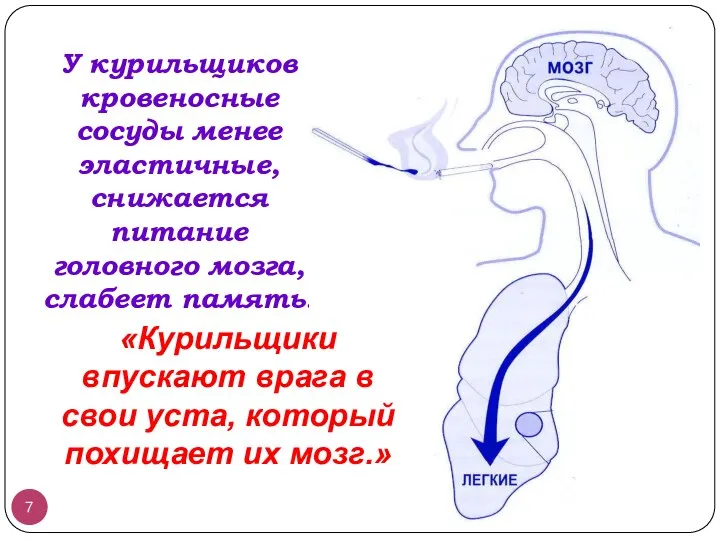 У курильщиков кровеносные сосуды менее эластичные, снижается питание головного мозга, слабеет