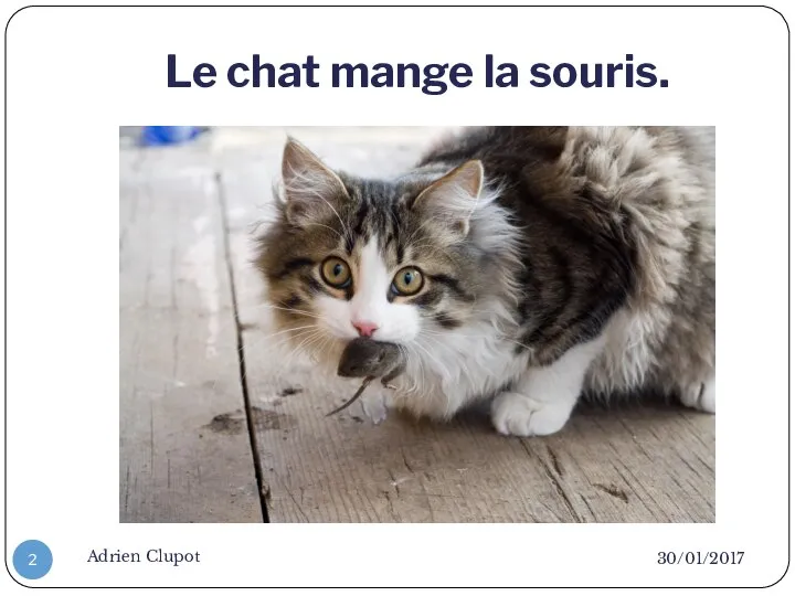 Le chat mange la souris. 30/01/2017 Adrien Clupot