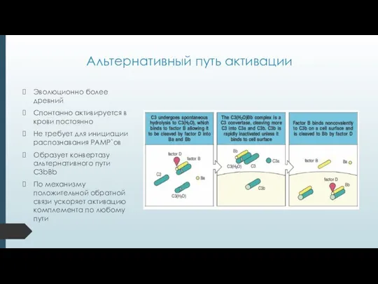 Альтернативный путь активации Эволюционно более древний Спонтанно активируется в крови постоянно