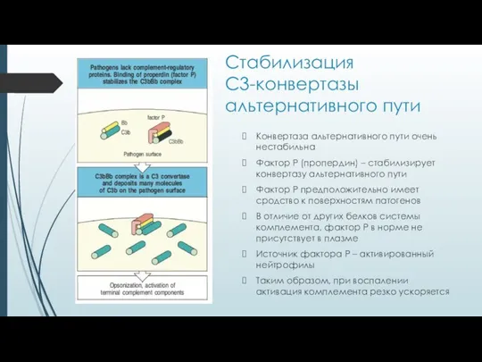 Стабилизация С3-конвертазы альтернативного пути Конвертаза альтернативного пути очень нестабильна Фактор P