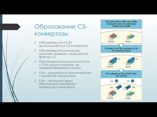 Образование С5-конвертазы Образовавшийся C3b присоединяется к С3-конвертазе Образовавшийся комплекс начинает связывать