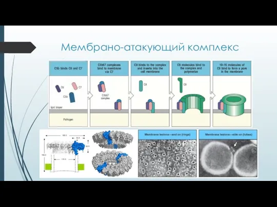 Мембрано-атакующий комплекс