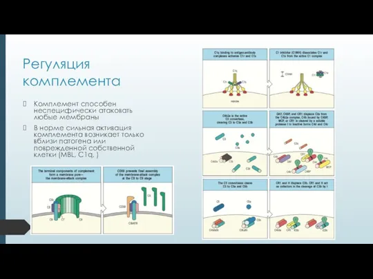 Регуляция комплемента Комплемент способен неспецифически атаковать любые мембраны В норме сильная