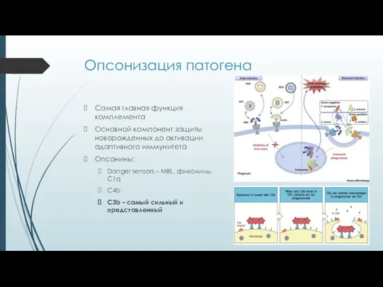 Опсонизация патогена Самая главная функция комплемента Основной компонент защиты новорожденных до