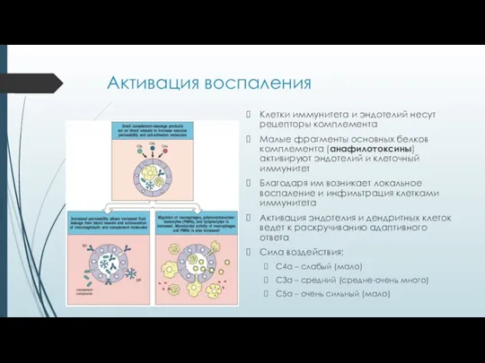 Активация воспаления Клетки иммунитета и эндотелий несут рецепторы комплемента Малые фрагменты