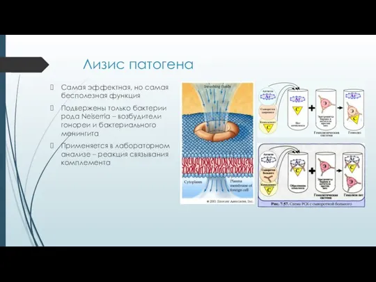 Лизис патогена Самая эффектная, но самая бесполезная функция Подвержены только бактерии