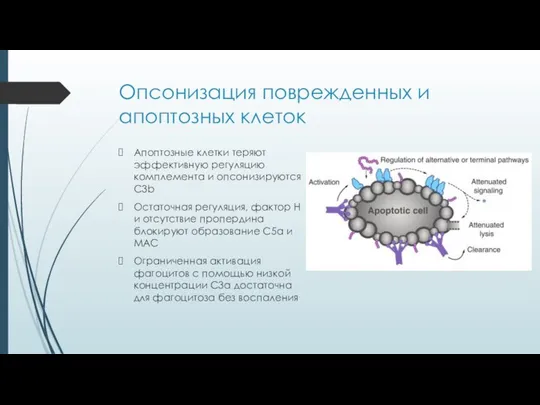 Опсонизация поврежденных и апоптозных клеток Апоптозные клетки теряют эффективную регуляцию комплемента