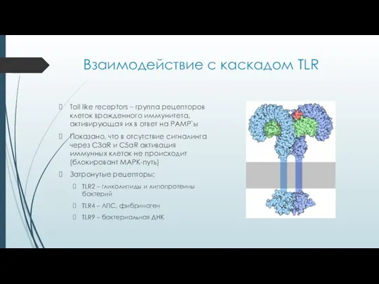 Взаимодействие с каскадом TLR Toll like receptors – группа рецепторов клеток