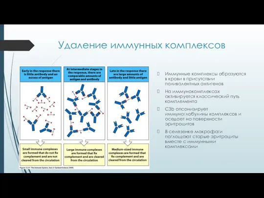 Удаление иммунных комплексов Иммунные комплексы образуются в крови в присутствии поливалентных