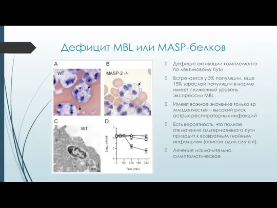 Дефицит MBL или MASP-белков Дефицит активации комплемента по лектиновому пути Встречается