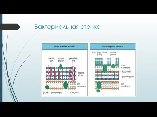 Бактериальная стенка