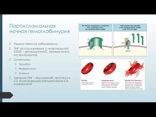 Пароксизмальная ночная гемоглобинурия Редкое тяжелое заболевание, ПНГ ассоциирована с инактивацией CD59