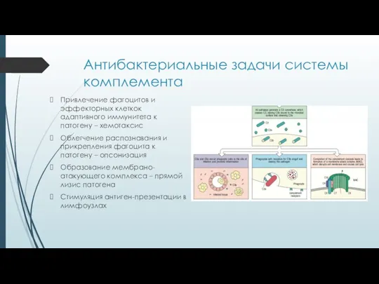 Антибактериальные задачи системы комплемента Привлечение фагоцитов и эффекторных клеткок адаптивного иммунитета