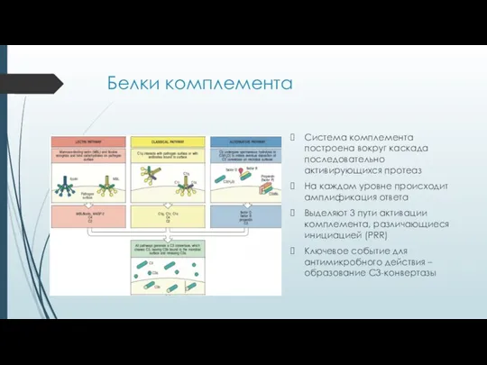 Белки комплемента Система комплемента построена вокруг каскада последовательно активирующихся протеаз На