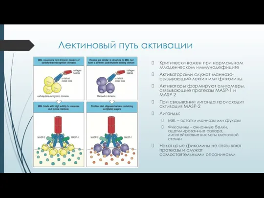 Лектиновый путь активации Критически важен при нормальном младенческом иммунодефиците Активаторами служат