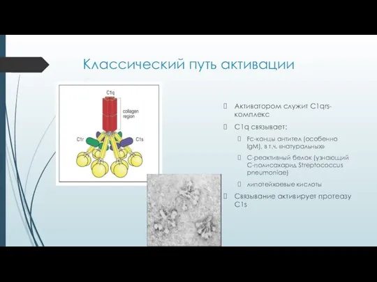 Классический путь активации Активатором служит C1qrs-комплекс C1q связывает: Fc-концы антител (особенно