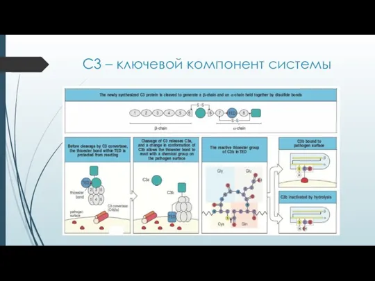 C3 – ключевой компонент системы