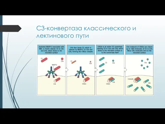 С3-конвертаза классического и лектинового пути