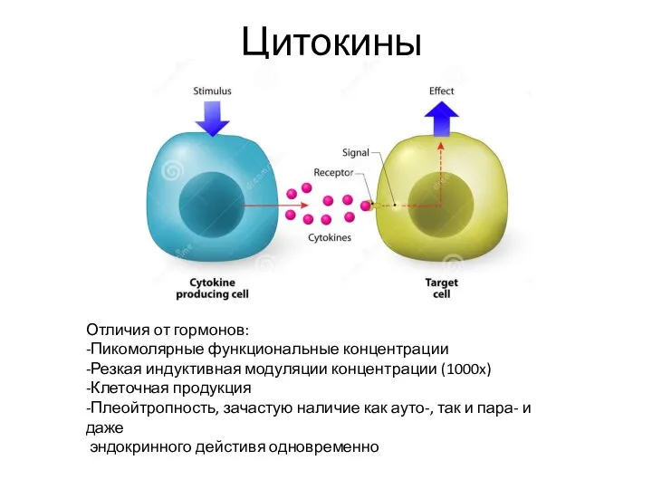 Цитокины Отличия от гормонов: -Пикомолярные функциональные концентрации -Резкая индуктивная модуляции концентрации