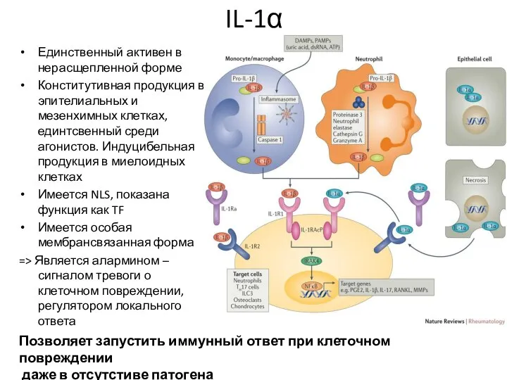 IL-1α Единственный активен в нерасщепленной форме Конститутивная продукция в эпителиальных и
