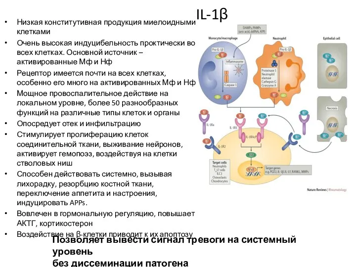 IL-1β Низкая конститутивная продукция миелоидными клетками Очень высокая индуцибельность проктически во