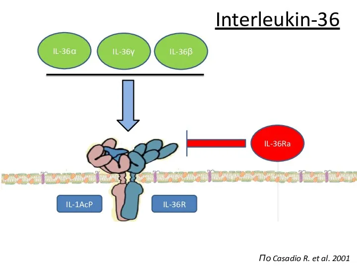 IL-36R IL-1AcP IL-36γ IL-36α IL-36β Interleukin-36 По Casadio R. et al. 2001 IL-36Ra