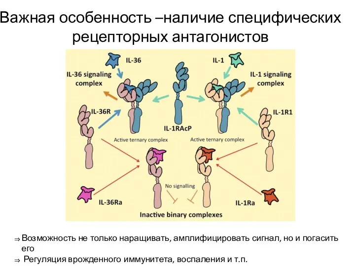 Важная особенность –наличие специфических рецепторных антагонистов Возможность не только наращивать, амплифицировать