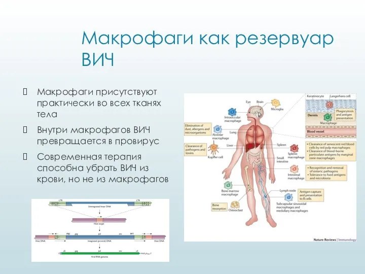 Макрофаги как резервуар ВИЧ Макрофаги присутствуют практически во всех тканях тела