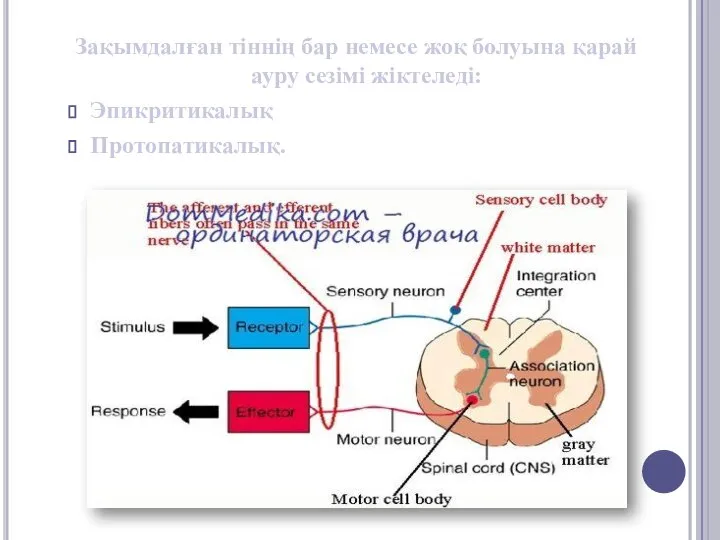 Зақымдалған тіннің бар немесе жоқ болуына қарай ауру сезімі жіктеледі: Эпикритикалық Протопатикалық.