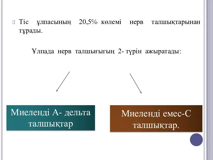 Тіс ұлпасының 20,5℅ көлемі нерв талшықтарынан тұрады. Ұлпада нерв талшығыгың 2-