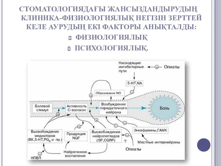 СТОМАТОЛОГИЯДАҒЫ ЖАНСЫЗДАНДЫРУДЫҢ КЛИНИКА-ФИЗИОЛОГИЯЛЫҚ НЕГІЗІН ЗЕРТТЕЙ КЕЛЕ АУРУДЫҢ ЕКІ ФАКТОРЫ АНЫҚТАЛДЫ: ФИЗИОЛОГИЯЛЫҚ ПСИХОЛОГИЯЛЫҚ.
