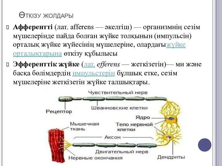 Өткізу жолдары Афферентті (лат. afferens — әкелгіш) — организмнің сезім мүшелерінде