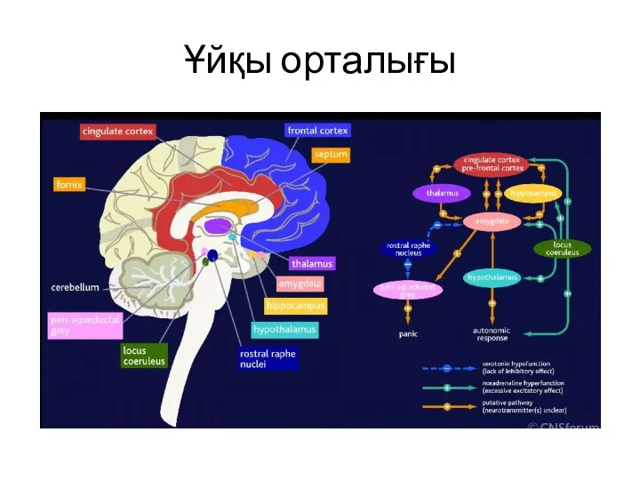 Ұйқы орталығы