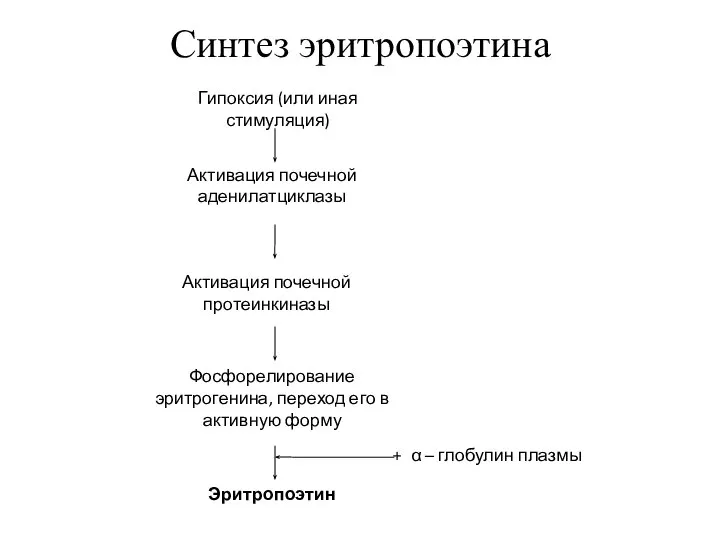 Синтез эритропоэтина Эритропоэтин Гипоксия (или иная стимуляция) Активация почечной протеинкиназы Активация