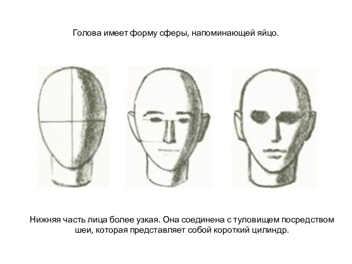 Голова имеет форму сферы, напоминающей яйцо. Нижняя часть лица более узкая.