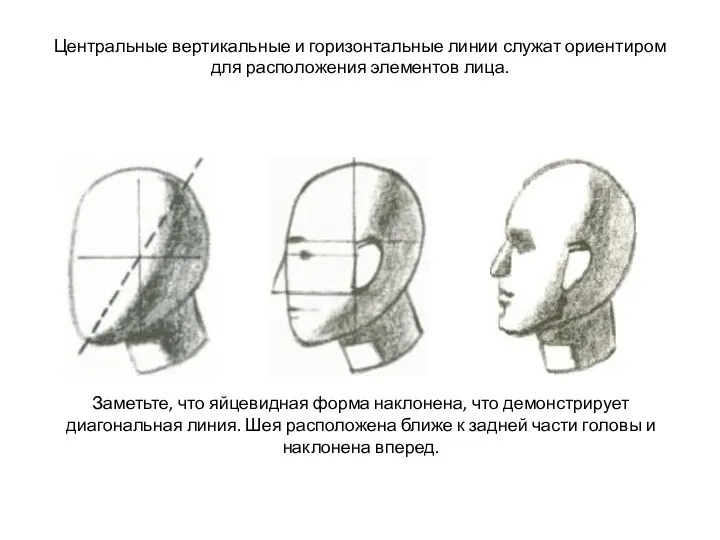 Центральные вертикальные и горизонтальные линии служат ориентиром для расположения элементов лица.