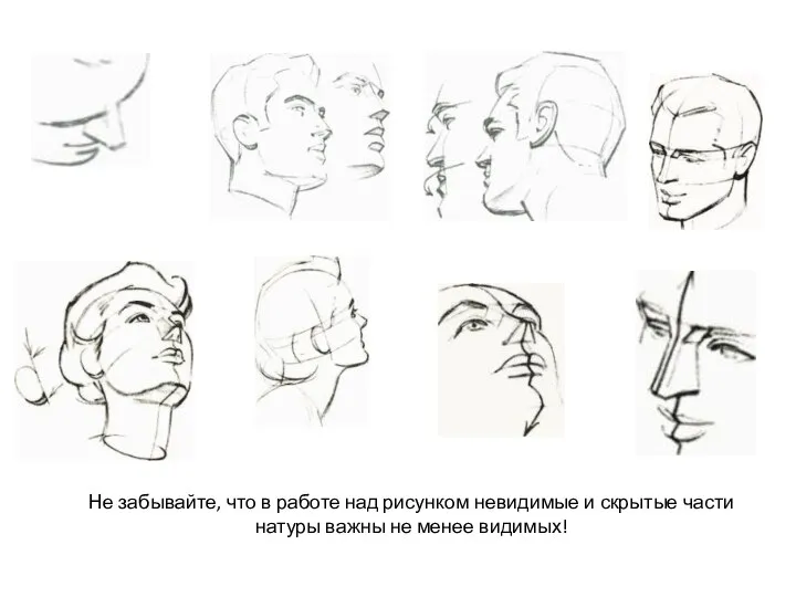 Не забывайте, что в работе над рисунком невидимые и скрытые части натуры важны не менее видимых!