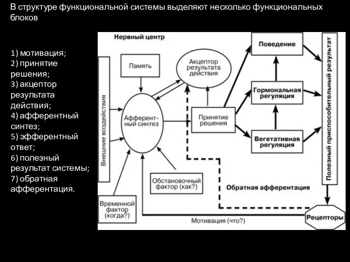 В структуре функциональной системы выделяют несколько функциональных блоков 1) мотивация; 2)