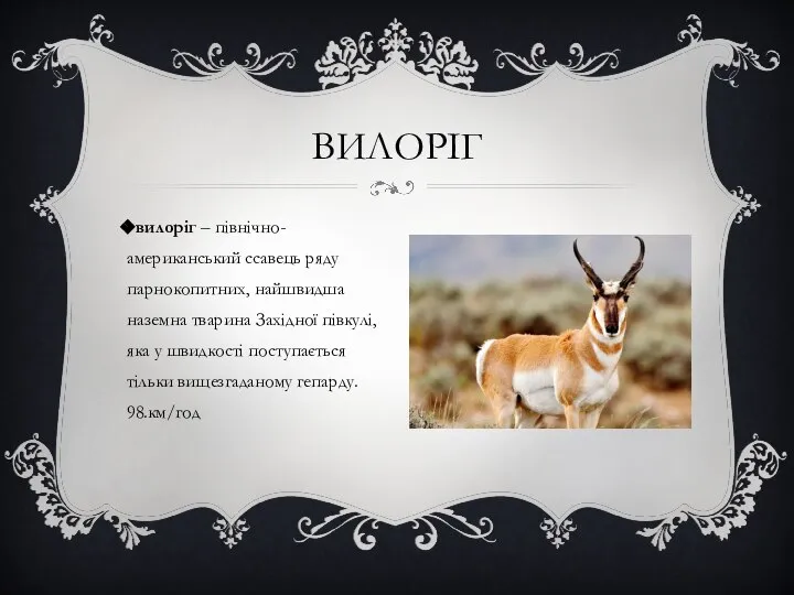 вилоріг – північно-американський ссавець ряду парнокопитних, найшвидша наземна тварина Західної півкулі,