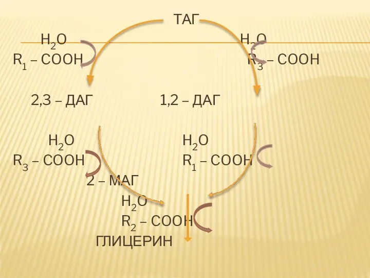 ТАГ H2O H2O R1 – COOH R3 – COOH 2,3 –