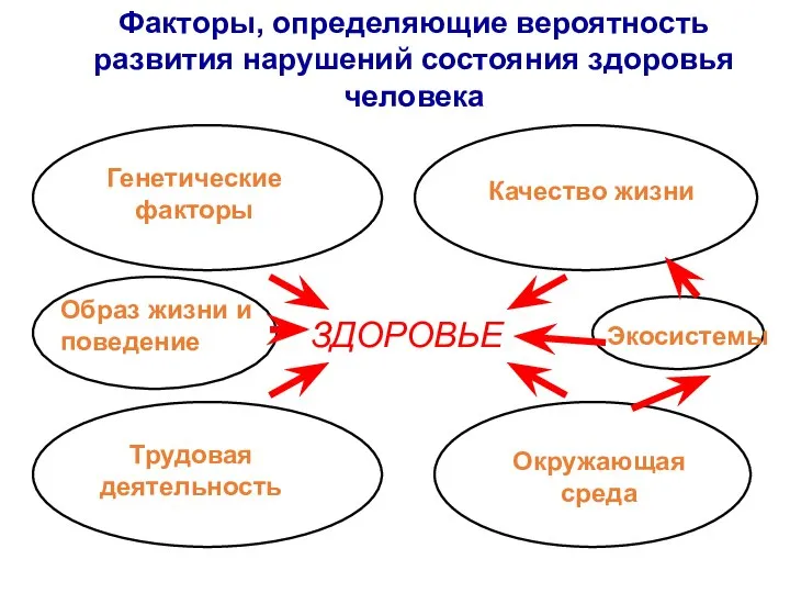 ЗДОРОВЬЕ Генетические факторы Качество жизни Окружающая среда Трудовая деятельность Экосистемы Образ