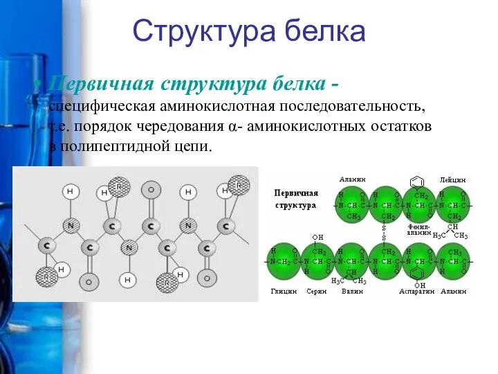 Структура белка Первичная структура белка - специфическая аминокислотная последовательность, т.е. порядок