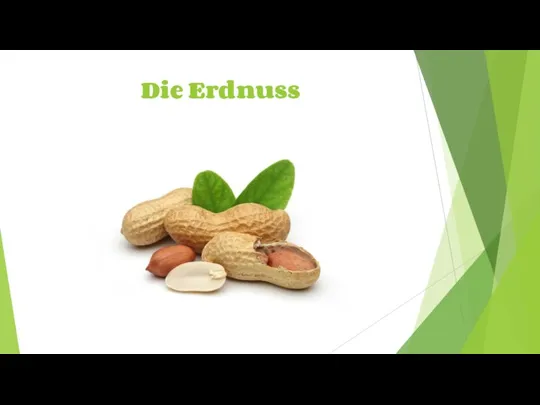 Die Erdnuss