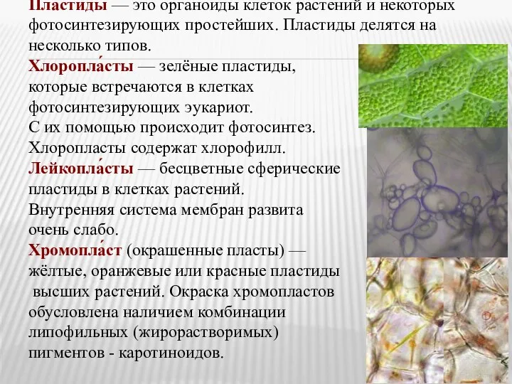 Пластиды — это органоиды клеток растений и некоторых фотосинтезирующих простейших. Пластиды