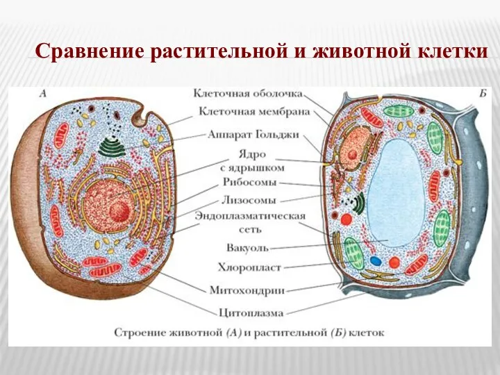 Сравнение растительной и животной клетки