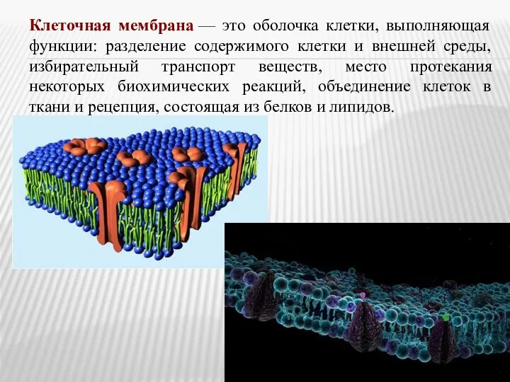 Клеточная мембрана — это оболочка клетки, выполняющая функции: разделение содержимого клетки