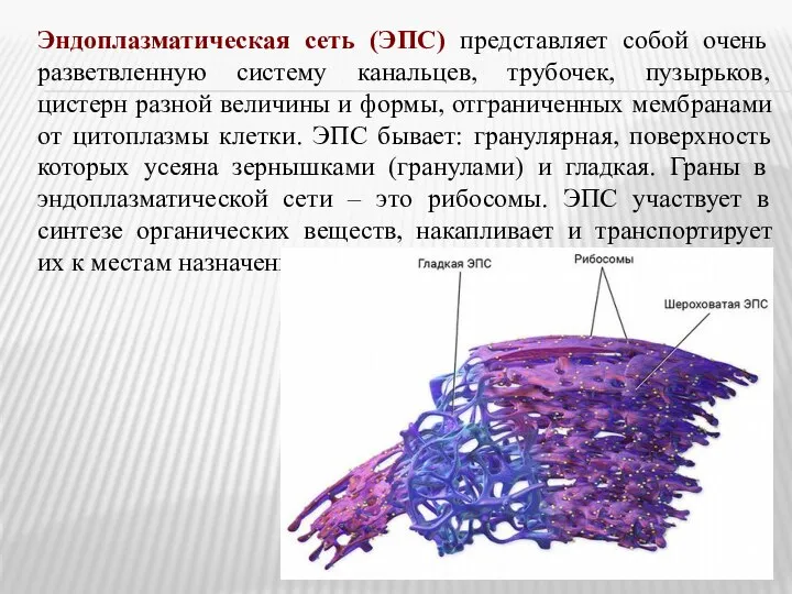 Эндоплазматическая сеть (ЭПС) представляет собой очень разветвленную систему канальцев, трубочек, пузырьков,