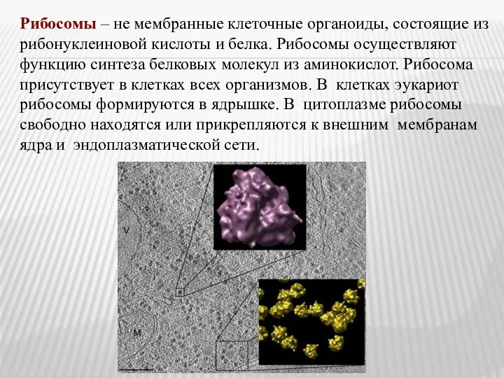 Рибосомы – не мембранные клеточные органоиды, состоящие из рибонуклеиновой кислоты и